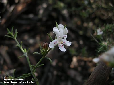 Westringia rigida flower 1